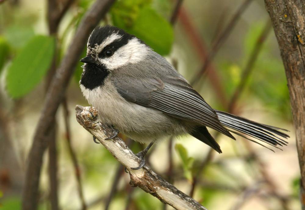 Mountain Chickadee